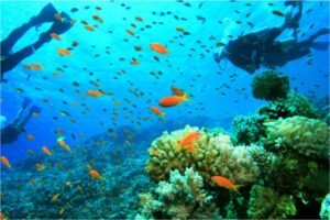 diving menjangan